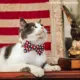 Product Made By Cleo® Americana Patriotic Cat Bow Tie