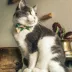 Made By Cleo® Linden Plaid Cat Bow Tie image thumbnail 3