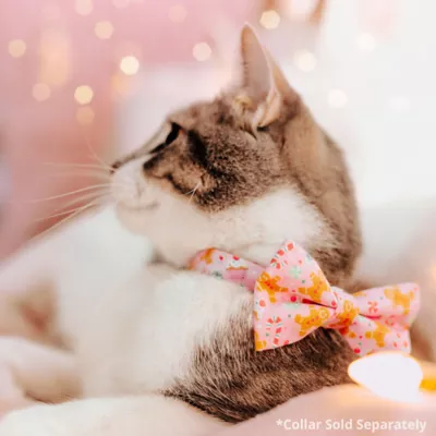 Product Made By Cleo® Sugar & Spice Gingerbread Cat Bow Tie