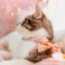 Made By Cleo® Sugar & Spice Gingerbread Cat Bow Tie image thumbnail 3
