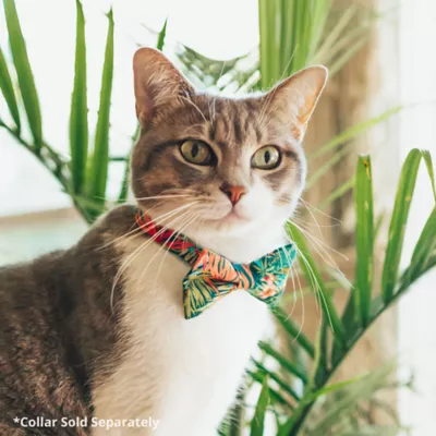 Product Made By Cleo® Tropicalia Palm Leaves Cat Bow Tie