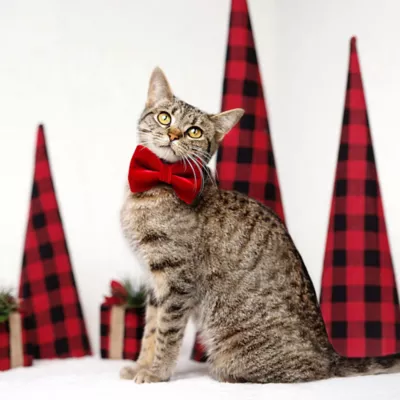 Product Made By Cleo® Velvet Cat Bow Tie