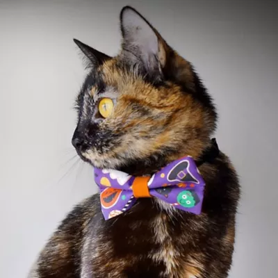 Product Made By Cleo® Witch's Brew Halloween Cat Bow Tie