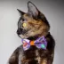 Made By Cleo® Witch's Brew Halloween Cat Bow Tie image thumbnail 3
