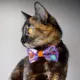 Product Made By Cleo® Witch's Brew Halloween Cat Bow Tie