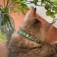 Product Made By Cleo® Forest Fantasy Woodland Botanical Breakaway Cat Collar