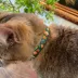 Made By Cleo® Forest Fantasy Woodland Botanical Breakaway Cat Collar image thumbnail 4