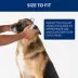 Top Paw® Martingale Dog Collar image thumbnail 4