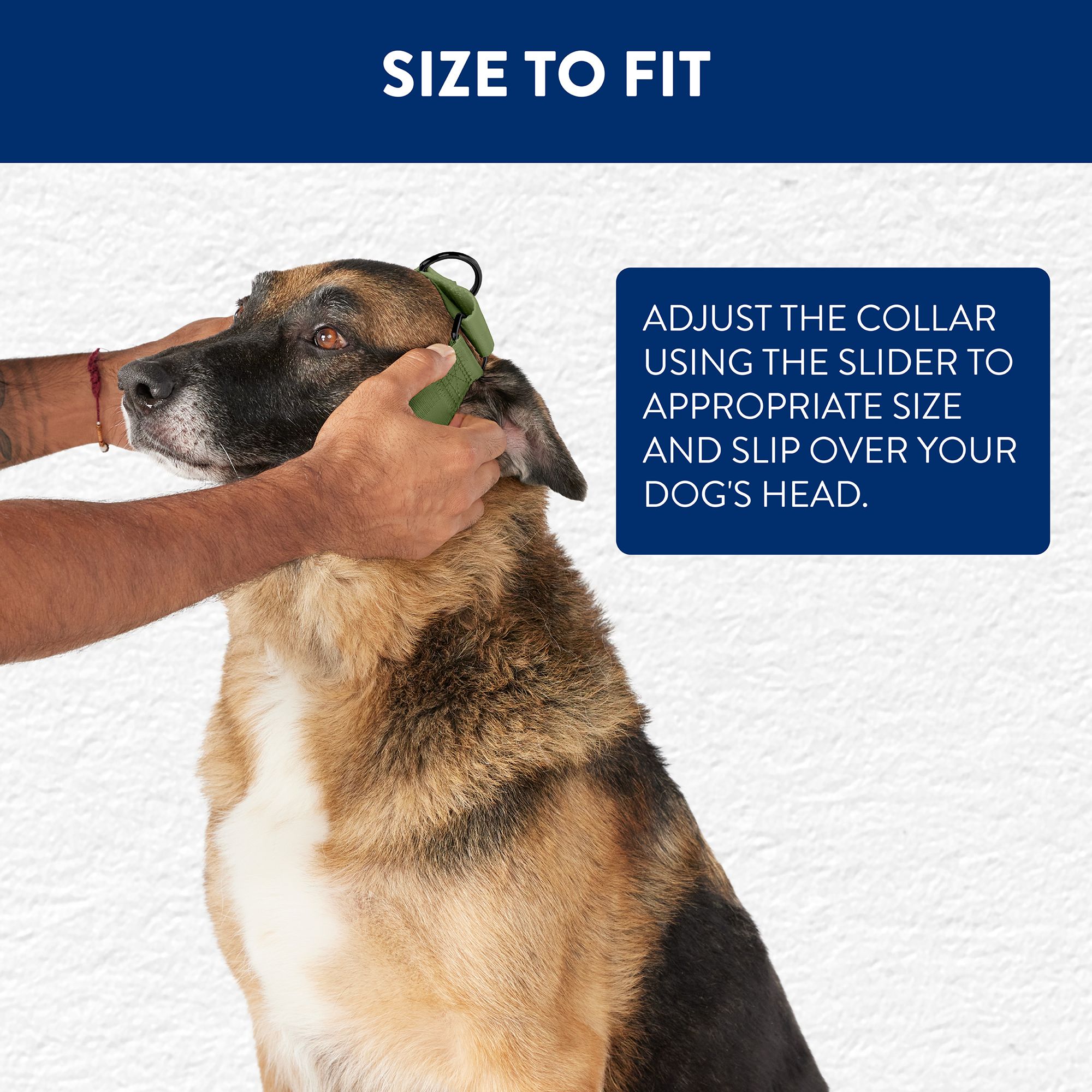Top Paw Martingale Dog Collar