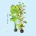 biOrb Artificial Aquarium Silk Plant Set - 14" image thumbnail 3