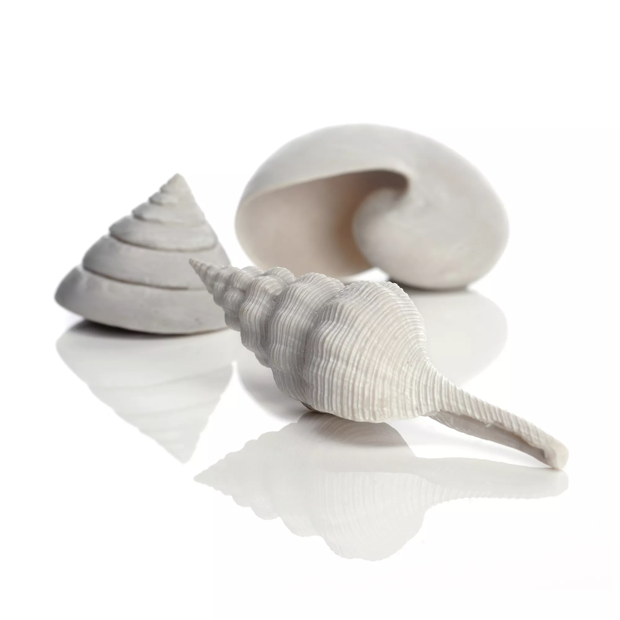 biOrb Sea Shell Aquarium Ornaments - 3pk