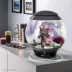 biOrb Ocean Aquarium Ornament Set image thumbnail 2