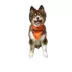 Hip Doggie Halloween "The Boo Crew" and  "Happy Halloween" Reversible Dog Bandana image thumbnail 4