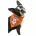 Hip Doggie Halloween "Lil' Boo" and "Tricks 4 Treats" Reversible Dog Bandana image thumbnail 3