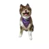 Hip Doggie Halloween "Lil' Boo" and "Tricks 4 Treats" Reversible Dog Bandana image thumbnail 4
