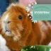 Oxbow Garden Select Adult Guinea Pig Food image thumbnail 4