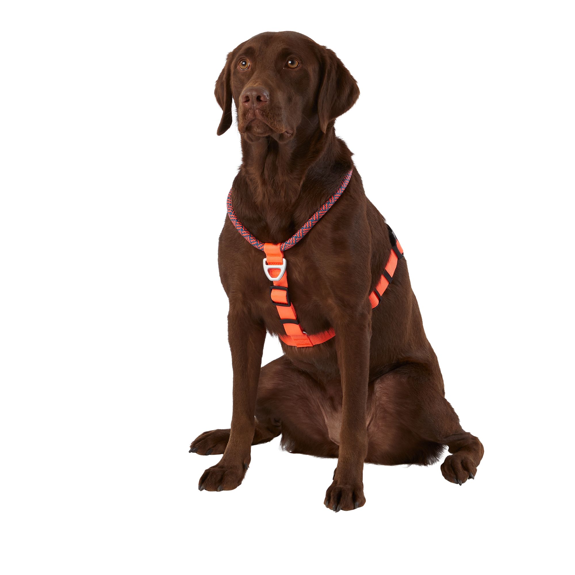 Petsmart freedom outlet harness