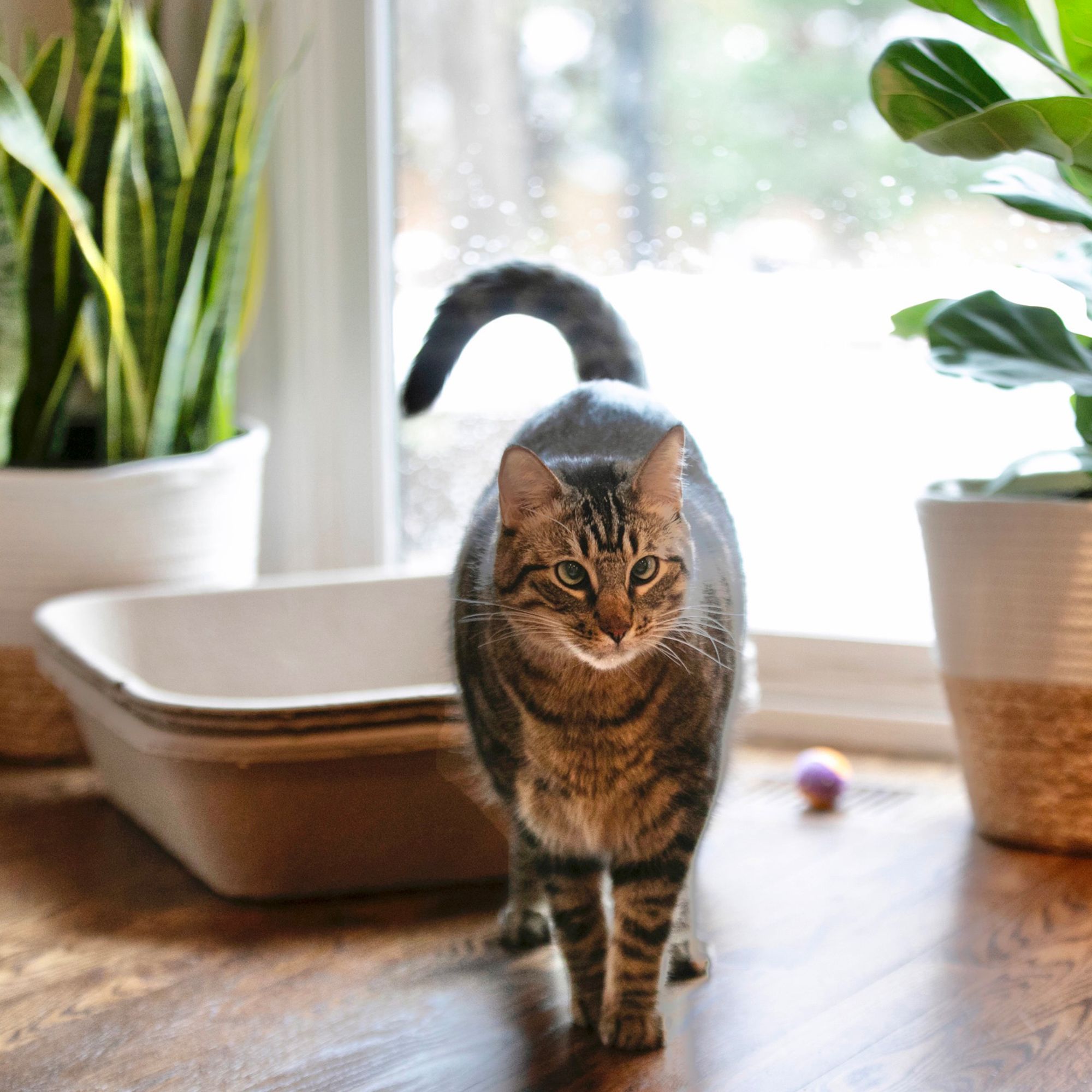 Kitty Sift® Disposable Jumbo Litter Box, Made W/ Eco-Friendly Material, Replace Every 3 Weeks- 3 Ct - thumbnail 9