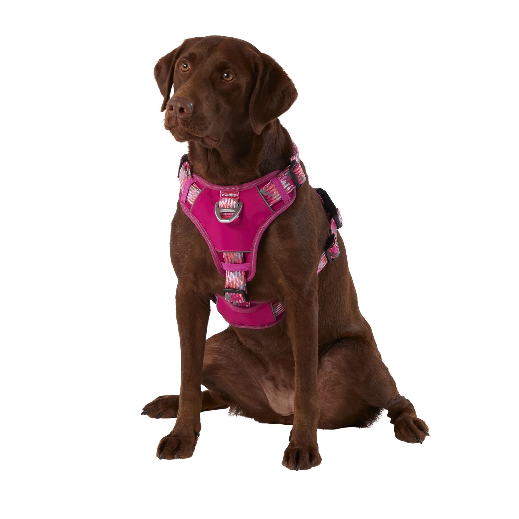 Official Miami Heat Pet Gear, Collars, Leashes, Pet Toys