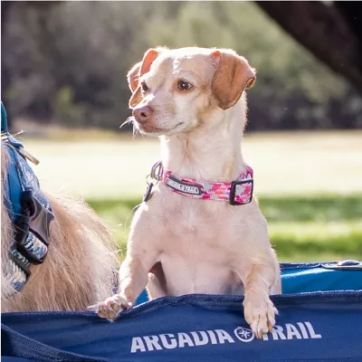 Arcadia Trail™ Rope Reflective Dog Collar - Image 6