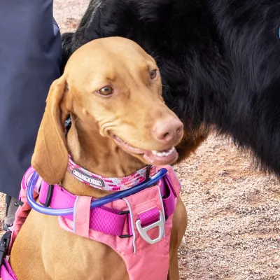 Product Arcadia Trail™ Rope Reflective Dog Collar