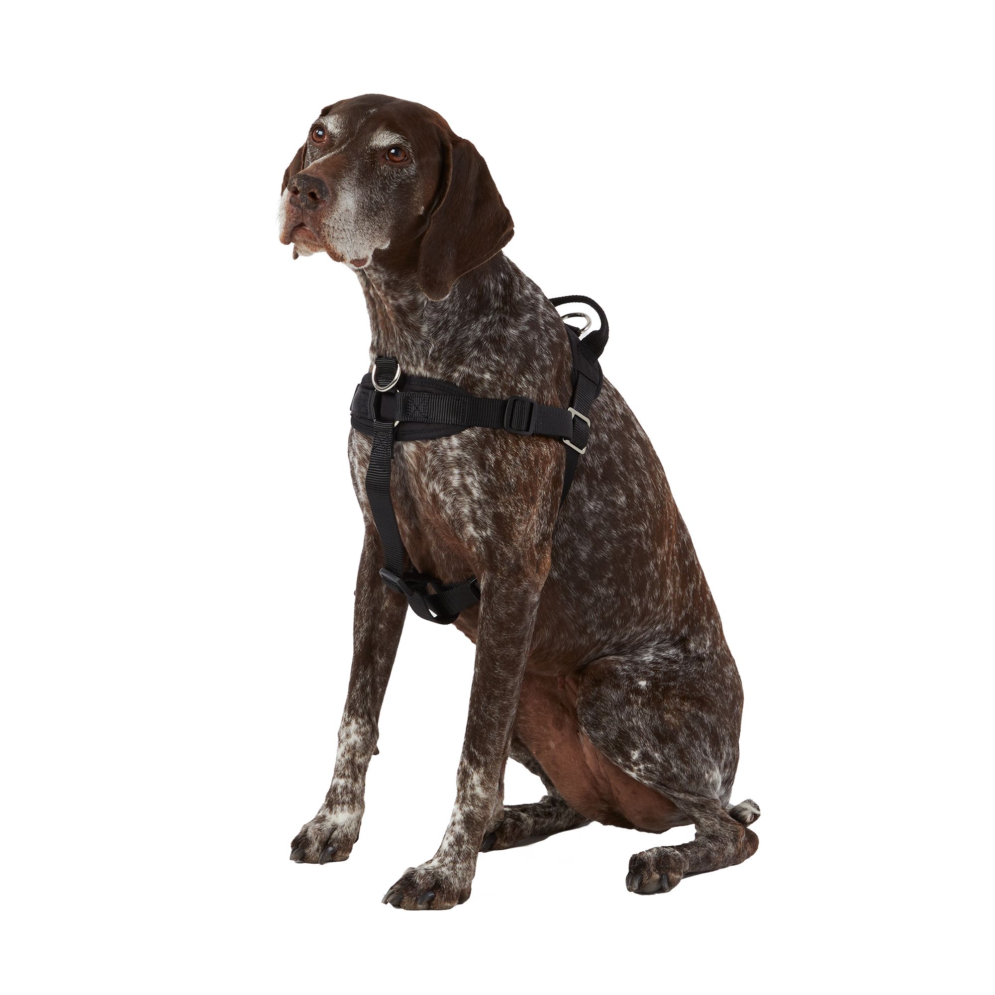 Dog harness 2025 dress petsmart