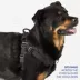 Top Paw® No-Pull Dog Harness image thumbnail 5