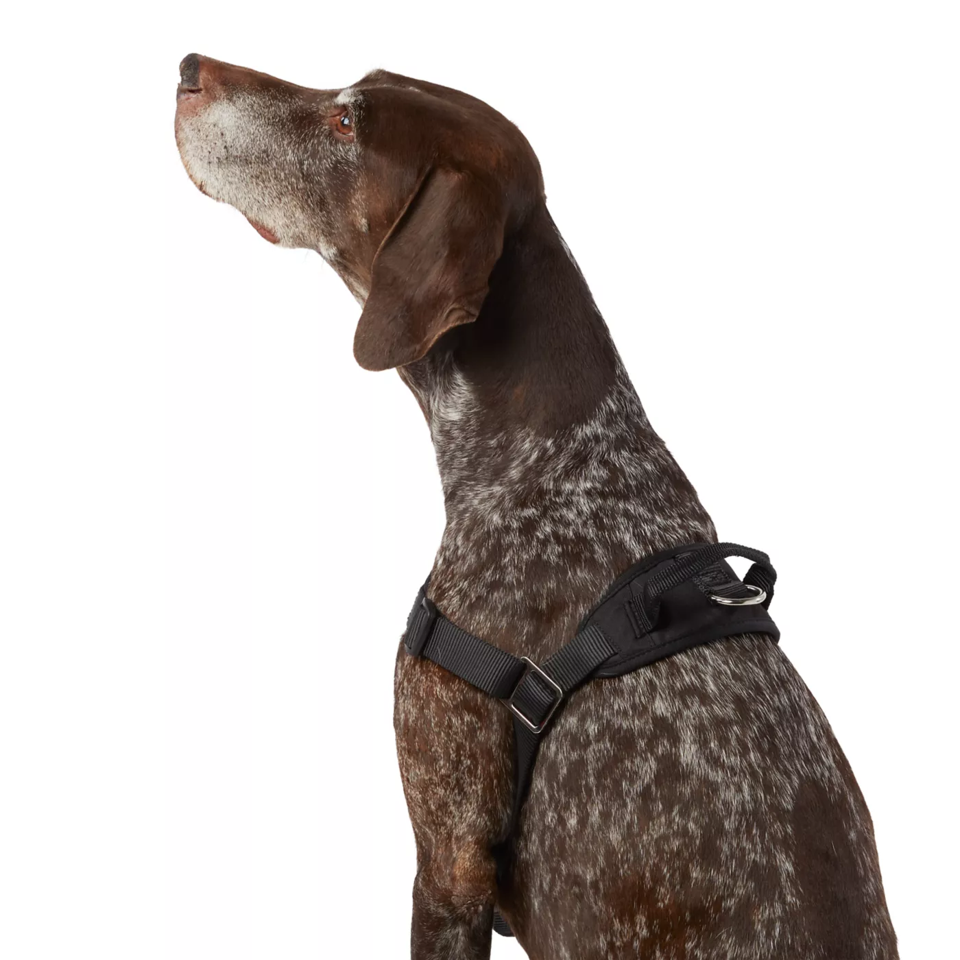 Top Paw No Pull Dog Harness