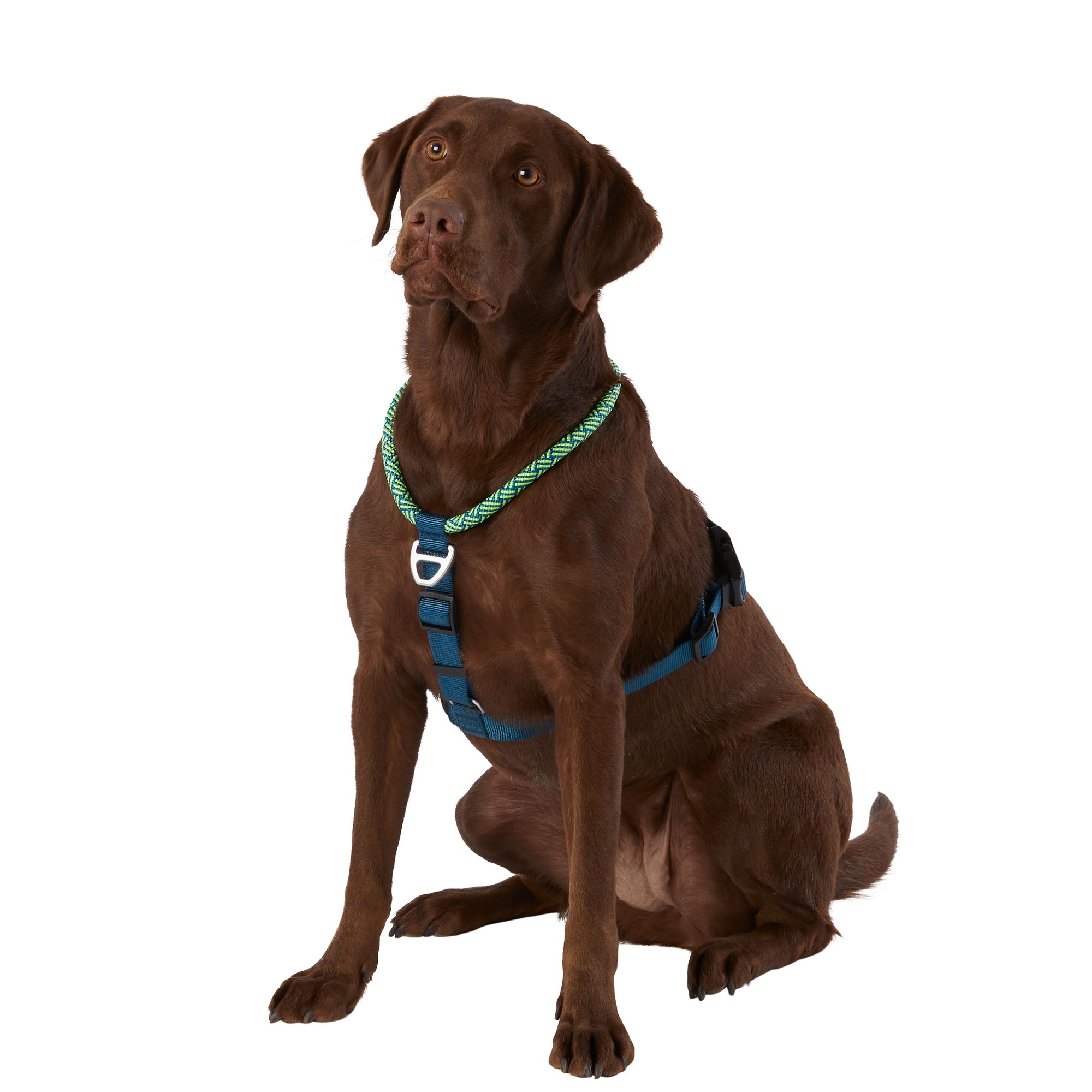 Trail dog outlet harness