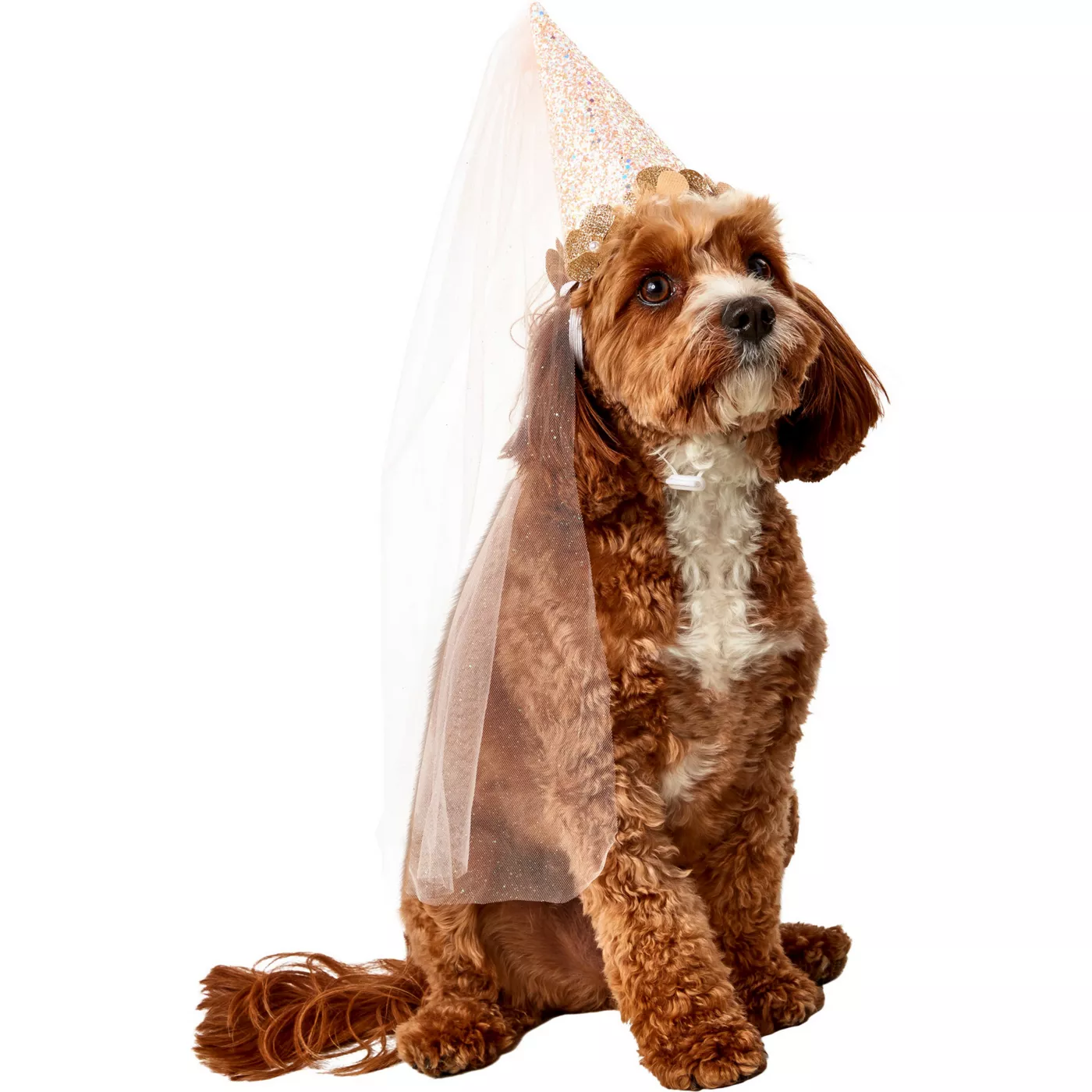 Dog wedding dress petsmart sale