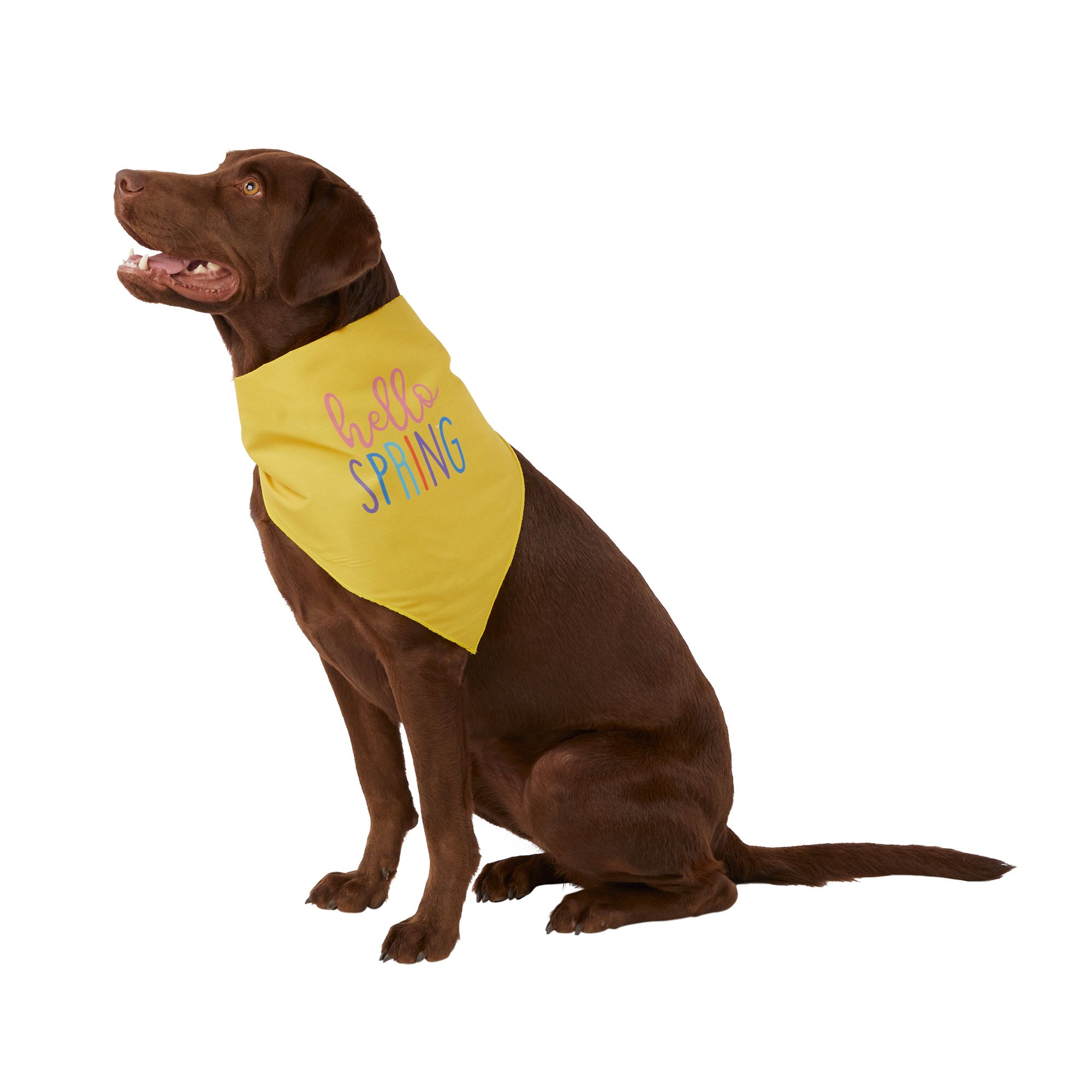 Petsmart dog bandanas new arrivals