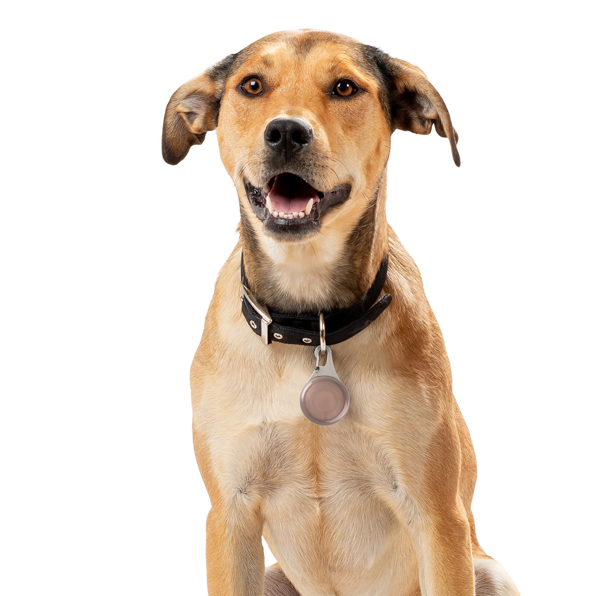 Petsmart dog tracker 2025