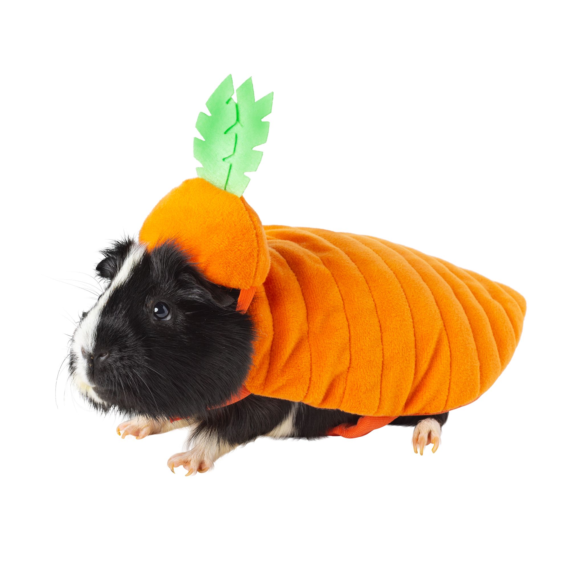 PetSmart's Guinea Pig Costumes For Halloween 2019 Are The Cutest