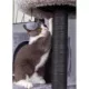 Product Catry 63-in Bradbury 7-Level Multi-Activity Cat Tree, Gray & Black