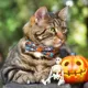 Product Made By Cleo® Here For The Boos Halloween Breakaway Cat Collar