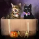 Product Made By Cleo® Here For The Boos Halloween Breakaway Cat Collar
