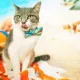 Product Made By Cleo® Ocean Life Beach Breakaway Cat Collar