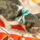 Product Made By Cleo® Ocean Life Beach Breakaway Cat Collar