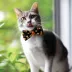 Made By Cleo® Halloween "Trick or Treat" Candy Corn Breakaway Cat Collar image thumbnail 3