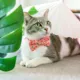 Product Made By Cleo® Flamingo Pink Tropical Breakaway Cat Collar