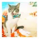 Product Made By Cleo® Ocean Life Beach Cat Bow Tie