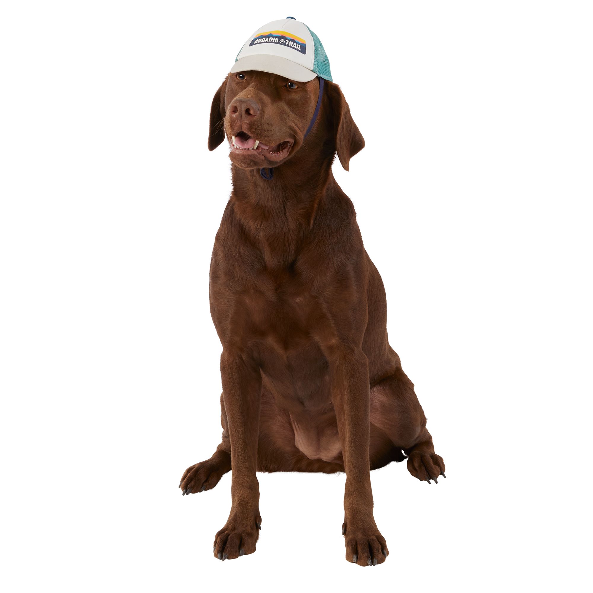 Dog 2025 hats petsmart