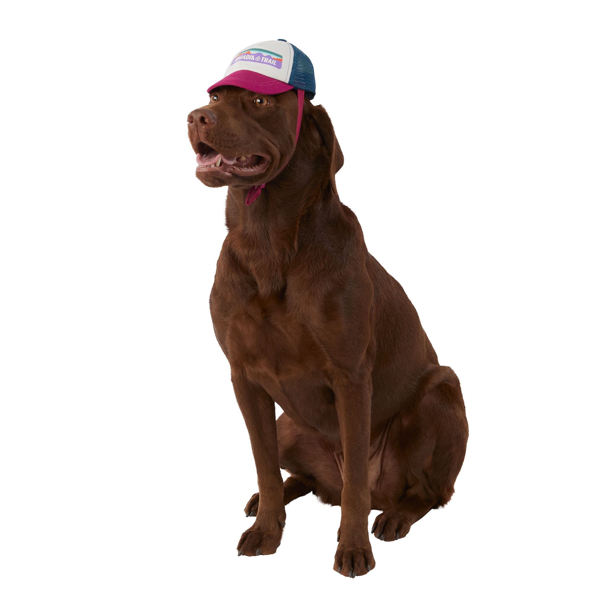 Arcadia Trail™ Life's Logo Dog Cap