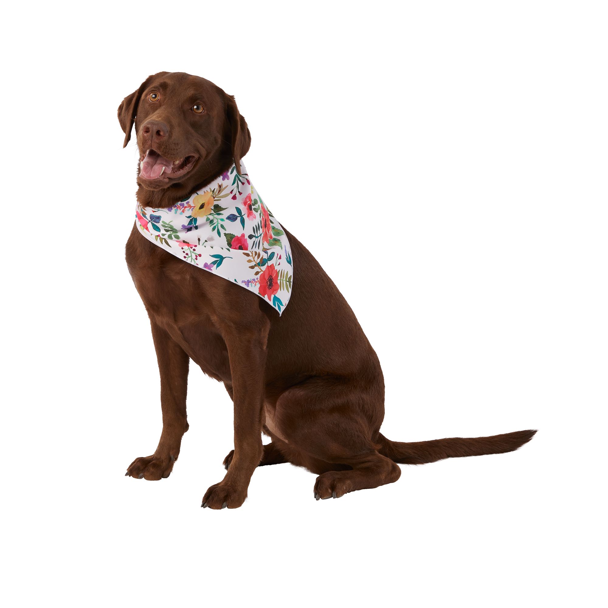 Big brother bandana hot sale petsmart