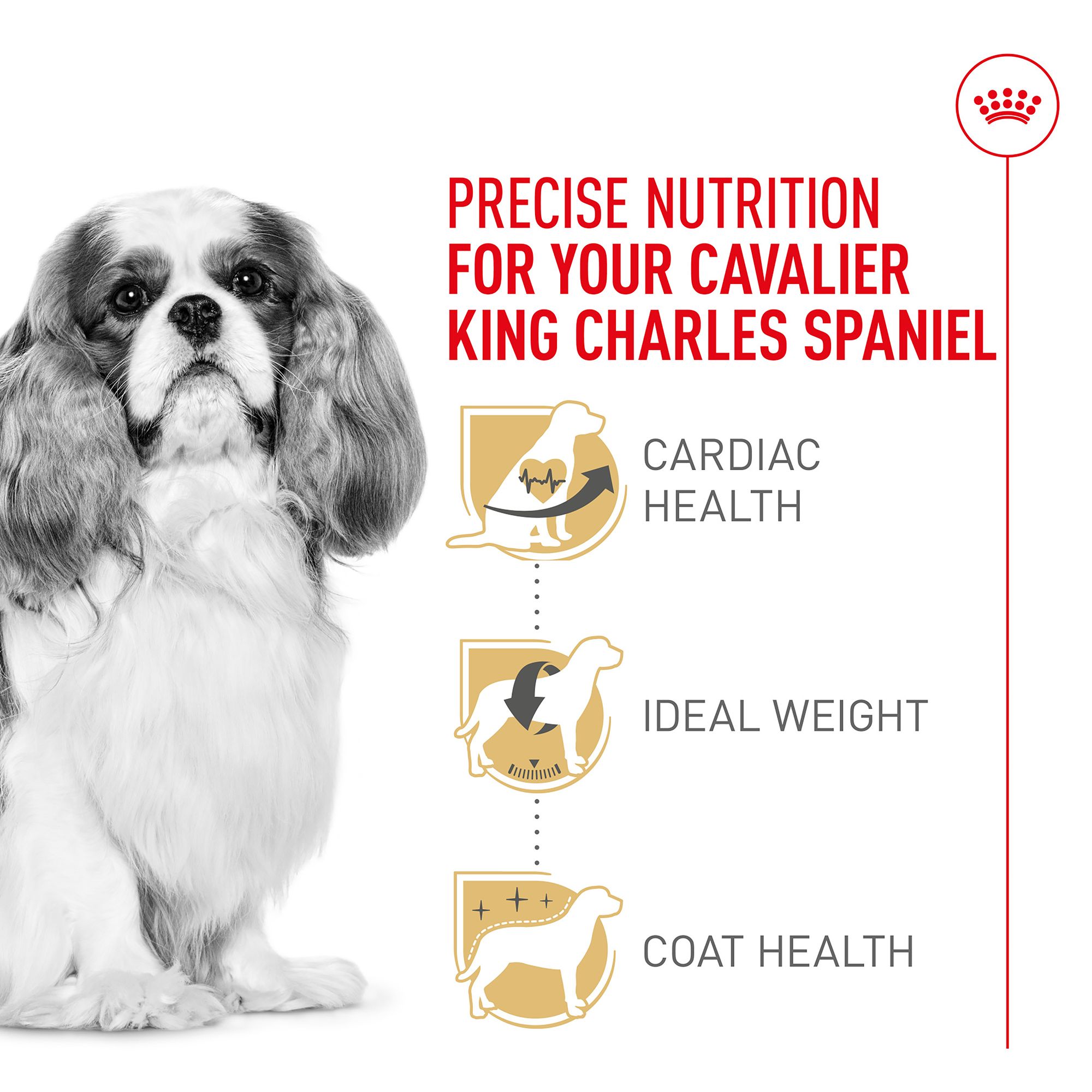 Royal Canin Breed Health Nutrition Cavalier King Charles Breed Specific Adult Dog Dry Food 10 lb