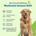 Pet Wellbeing Mushroom Immune GOLD Liquid Immune Dog Supplement image thumbnail 3