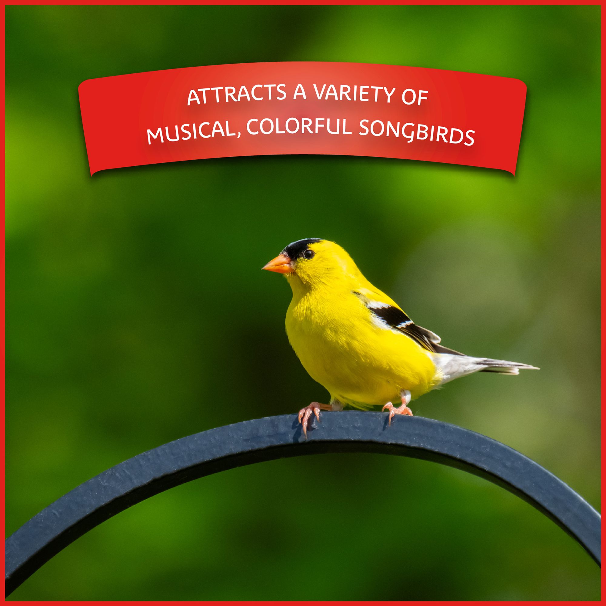 Pennington® Select Birder's Blend Bird Seed for Wild Birds - thumbnail 4