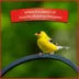Pennington® Select Birder's Blend Bird Seed image thumbnail 4