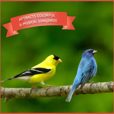 Product Pennington® Ultra Songbird Blend Bird Seed