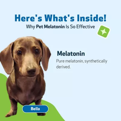 Pet Wellbeing Pet Melatonin Liquid Calming Dog Supplement - Image 6